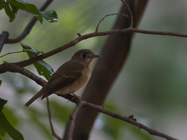 <h3><a href="/trips/srilanka/biota/animalia/chordata/aves/040 passeriformes/108 muscicapidae/muscicapa muttui/muscicapa muttui-en.html">Muscicapa&nbsp;muttui</a> / Brown‑breasted&nbsp;flycatcher / Bamboevliegenvanger</h3>NIKON D500 with AF-S Nikkor 300mm f/2.8G IF-ED VR II, 1/200 sec at F2.8, ISO 640, distance 10.0&nbsp;m